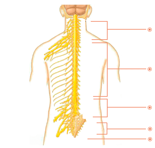 ¿Dónde está la enfermedad osteocondral